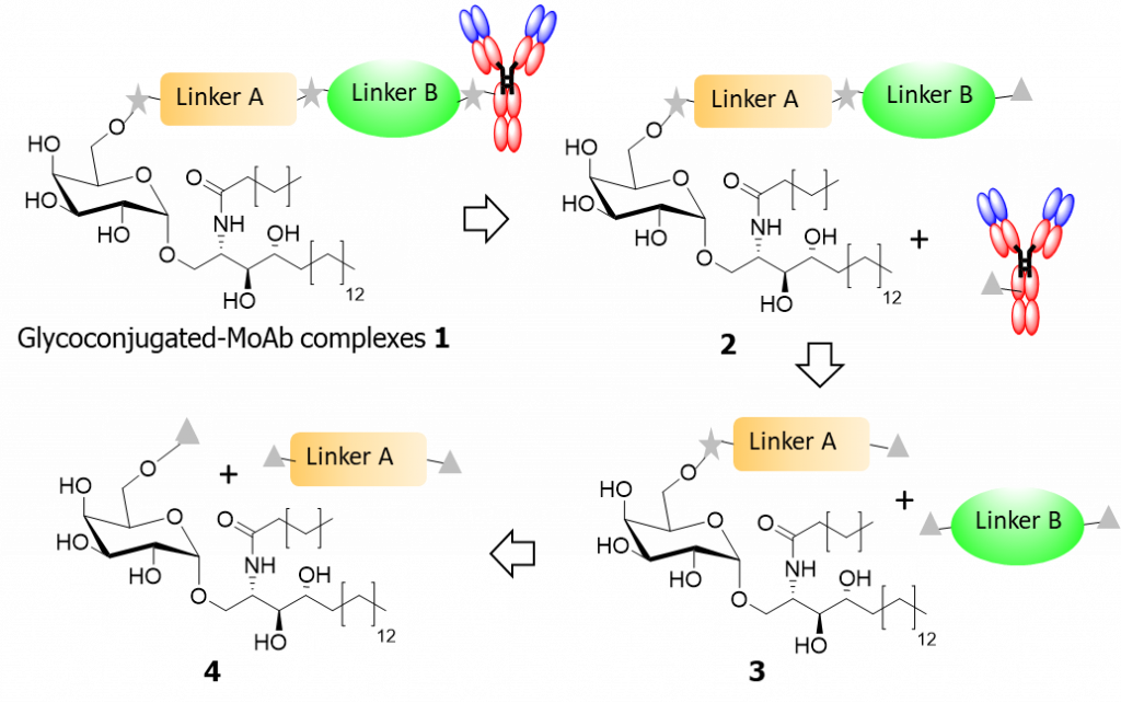 Anti-EGFR glycoconjugated antibody for imunotherapy (SYMBIOSE - CEISAM)