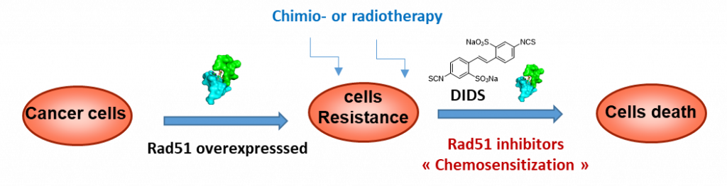 Overcoming tumor resistance to chemo-or radiotherapy with Rad51 modulators (SYMBIOSE team - CEISAM)
