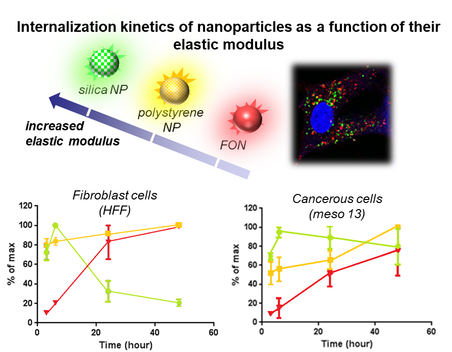 IMF - Mechanobiology