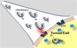 Recent advances in cancer treatment by iron chelators