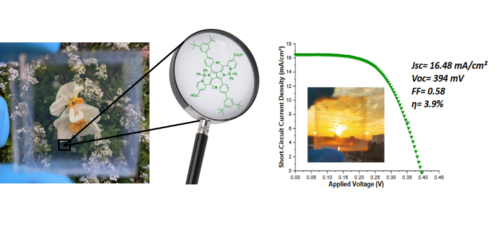 Figure 2. Structure of a diazabenzoporphyrin (CROSSDAP) and of a pyrrolopyrrole cyanine (TB207) NIR sensitizer (up) and picture of a DSSC fabricated with the TB207 and its photocurrent/voltage characteristic under sunlight simulator (down).